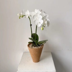 120mm Moth Orchid - 2 Pack