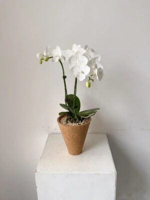 120mm Moth Orchid - 2 Pack