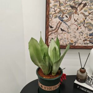 105mm Snake Plant - 2 Pack