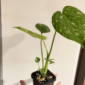 125mm Monstera - 2 Pack