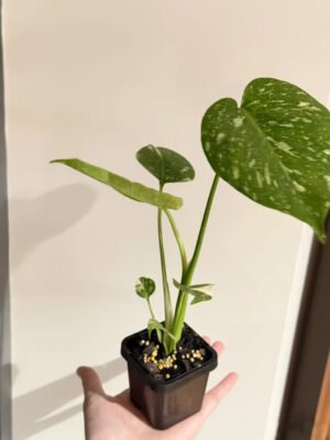 125mm Monstera - 2 Pack