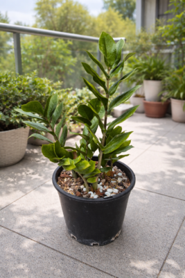 95 mm Zanzibar Gem - 2 Pack