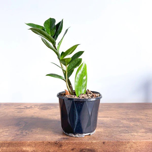 95 mm Zanzibar Gem - 2 Pack - Image 3