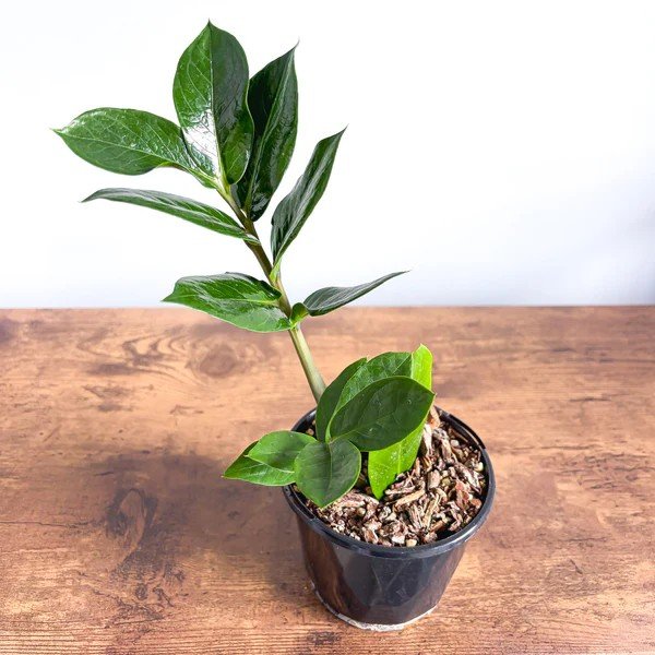 95 mm Zanzibar Gem - 2 Pack - Image 2