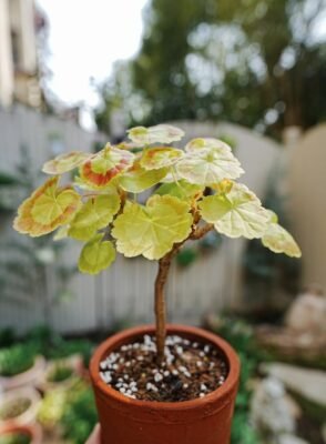 85mm Geranium - 2 Pack