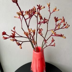 140 mm Kangaroo Paw - 2 Pack