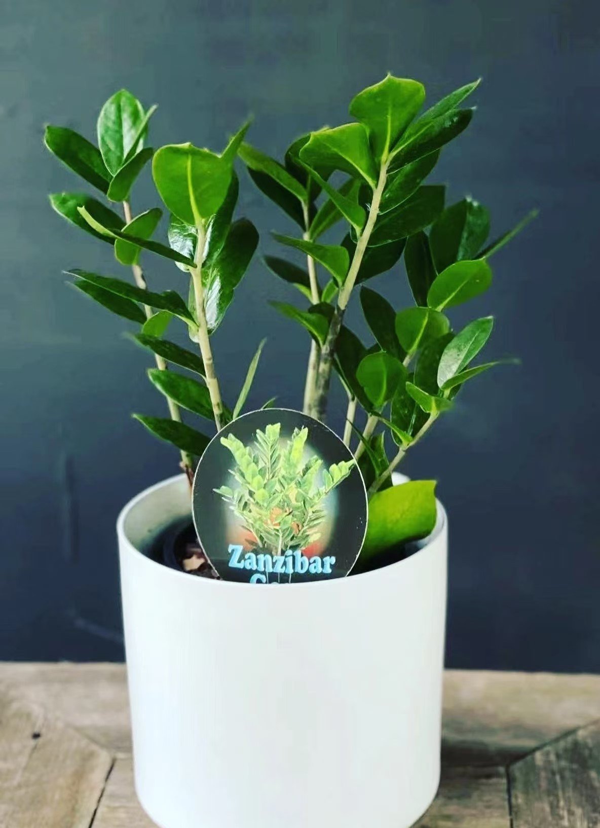 95 mm Zanzibar Gem - 2 Pack - Image 4