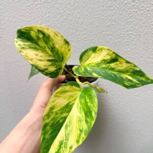 70mm Devil's Ivy - 2 Pack