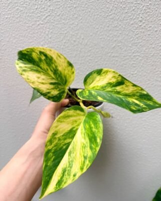 70mm Devil's Ivy - 2 Pack