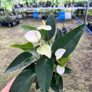 105mm Peace Lily - 2 Pack