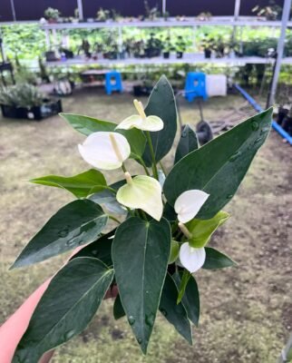 105mm Peace Lily - 2 Pack